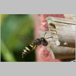 Ancistrocerus nigricornis - Lehmwespe 17a.jpg